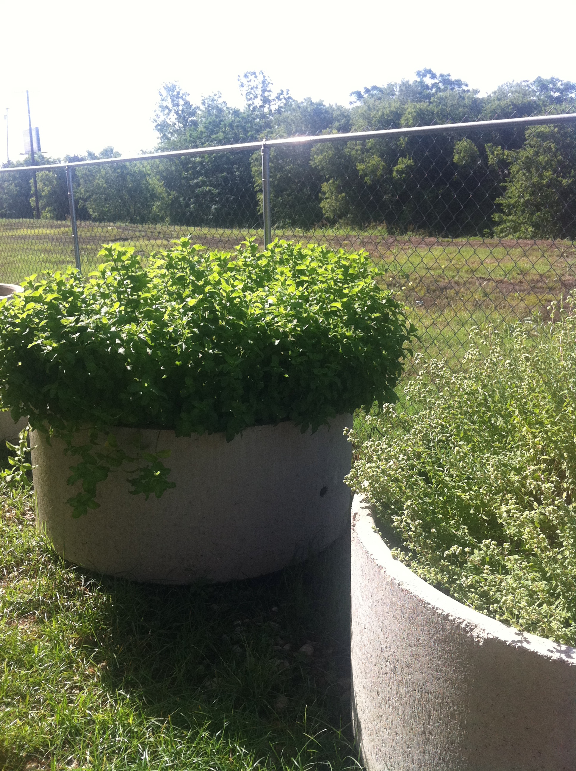 Mint from the garden